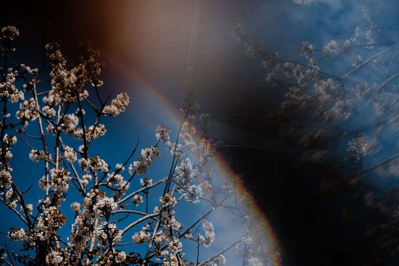 Artificial blossom by Willeke Photography