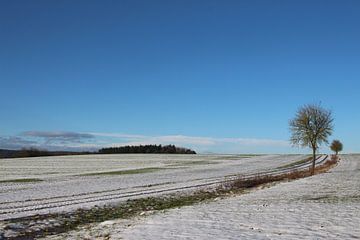Boom met pad in de winter