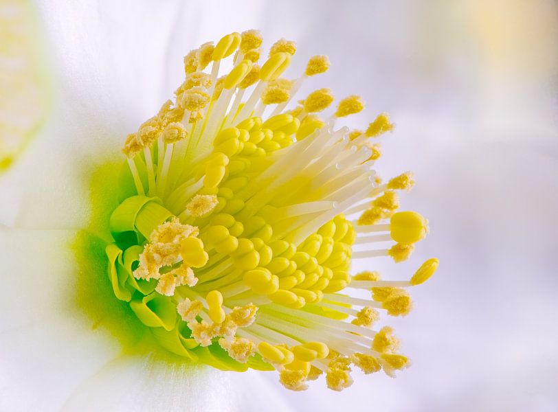 Macro d'une fleur de rose de Noël par ManfredFotos