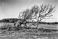 Branches.