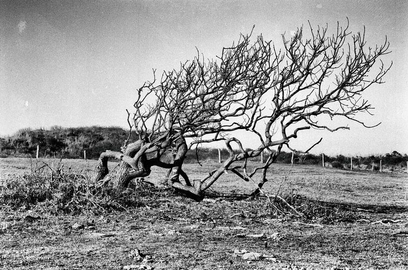 Branches. by Schwarzes Pech Photography