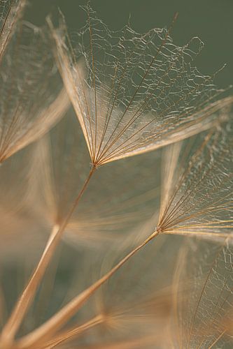Nationwide: Golden-brown flecks by Marjolijn van den Berg