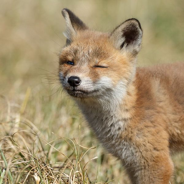 Red fox cub von Menno Schaefer