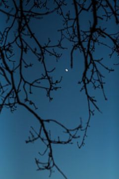 Halve maan 's avonds in blauwe lucht tussen de takken fotoprint