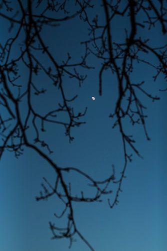 Halve maan 's avonds in blauwe lucht tussen de takken fotoprint