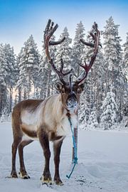 Rentier im Winter in Kuusamo von Maarten van der Weide