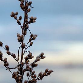 Winterliche Einfachheit von Danielle Bosschaart