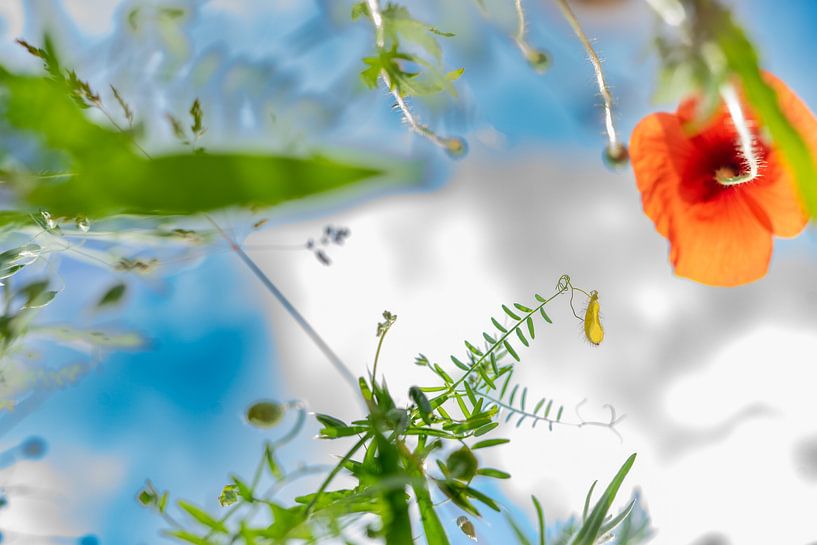 Coquelicot par FBNN Photography