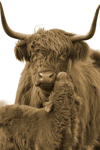 Mère écossaise highlander avec son veau, sépia