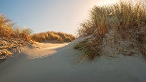 Dune au crépuscule