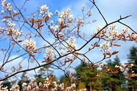 Blüte im Wald