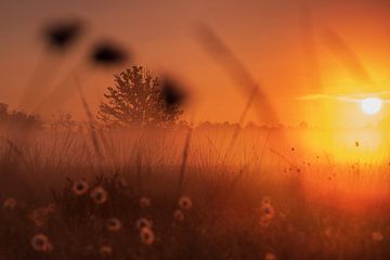 L'herbe à coton dans la lumière du matin sur Kurt Krause