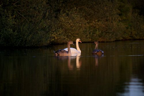 Familie zwaan in het avondlicht