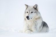 goudgele ogen... Wolf *Canis lupus* van wunderbare Erde thumbnail