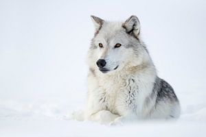 goldgelbe Augen... Wolf *Canis lupus*