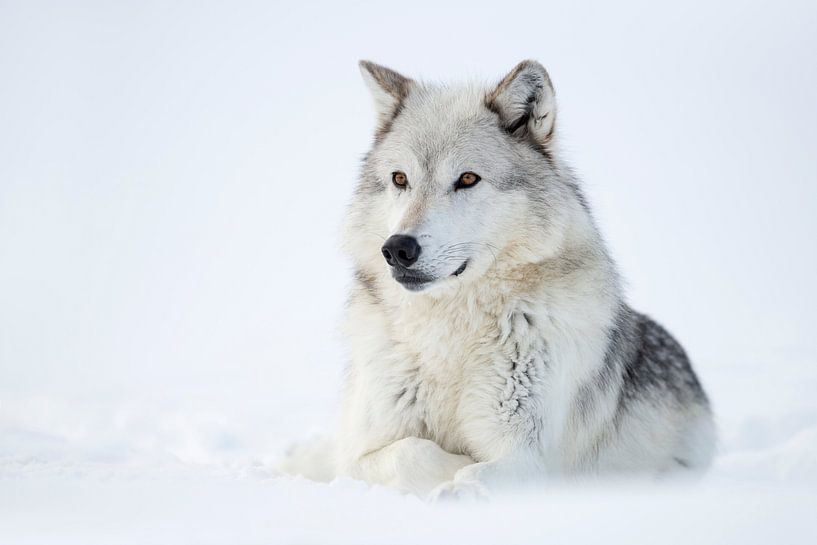 resting in snow... Gray Wolf *Canis lupus* by wunderbare Erde