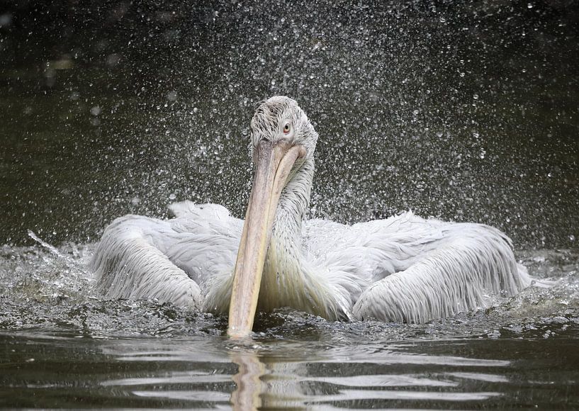 Bathing pelican by Ger Termoshuizen