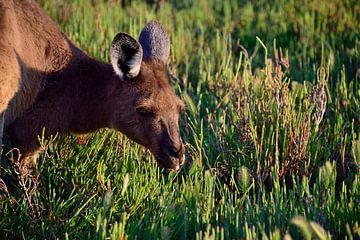 Un kangourou en peluche sur Frank's Awesome Travels