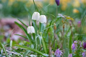 Fleurs du vanneau blanc
