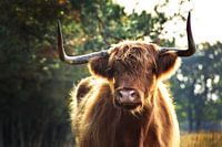 Scottish Highlander