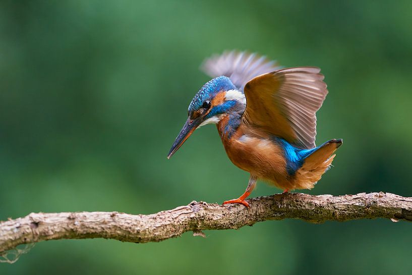 Kingfisher - Dancing Queen by Kingfisher.photo - Corné van Oosterhout