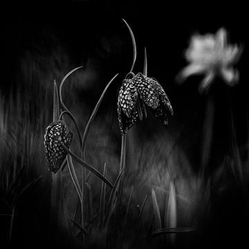 Kiebitzblüten in Schwarz und Weiß von KCleBlanc Photography