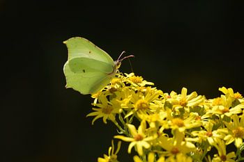 Citroenvlinder op boerenwormkruid