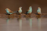 Blaue Fasane trinken