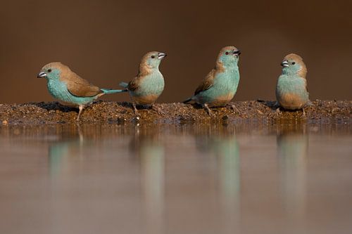 Drinkende Blauwfazantjes