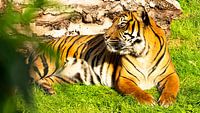 Relaxing Tiger