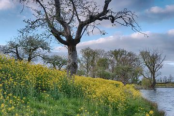 The tree along the water