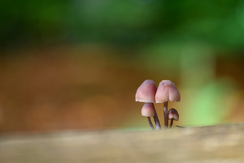 Mushrooms  A small world, great beauty