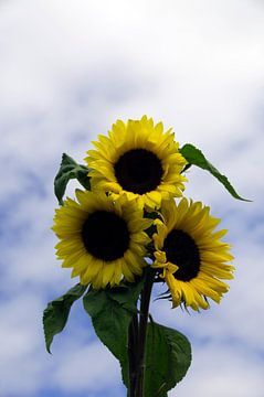 three sunflowers