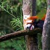 Roter Panda beim Dösen auf einem Baumstamm von Sauerland-Fotos by Robin Deimel