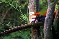 Rode panda in het bos