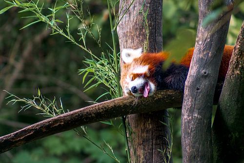 Rode panda dommelend op een boomstam