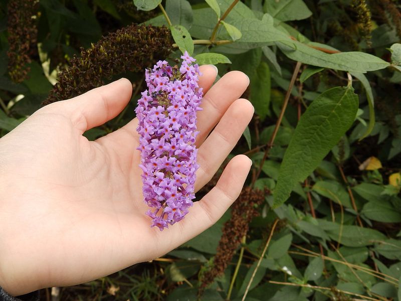 red flowers by Sharon Peters