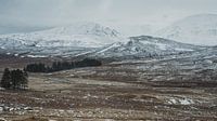Cairngorms