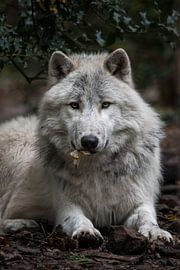 Arktischer Louvard mit Blättern von UnkczY