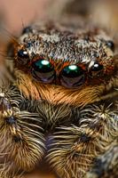 ...look me in the eye...
