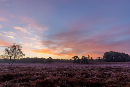 Sunrise over the purple heathland
