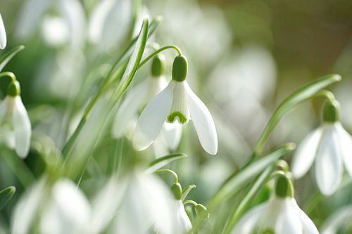 Snowdrop