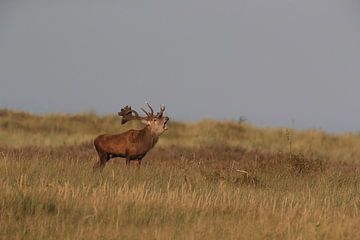 Hirsch bei der Brunft im Nationalpark Vorpommersche Boddenlandschaft