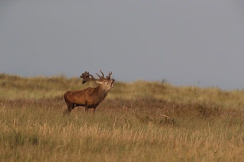 Herten tijdens de bronst in het Nationaal Park Vorpommersche Boddenlandschaft