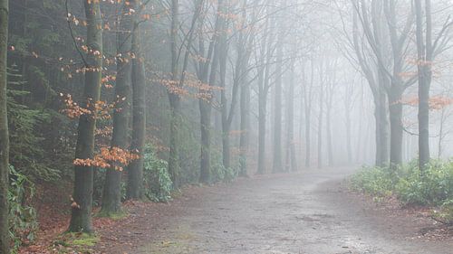 Beukenlaan in de mist