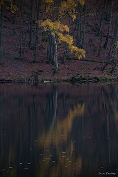 Couleurs d'automne saisissantes dans la forêt sombre sur Ken Costers