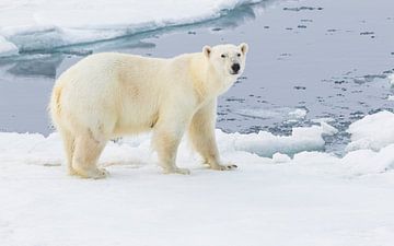Les yeux dans les yeux avec la mère ours polaire sur Lennart Verheuvel