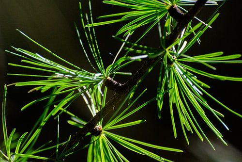 Naalden - Groene glans