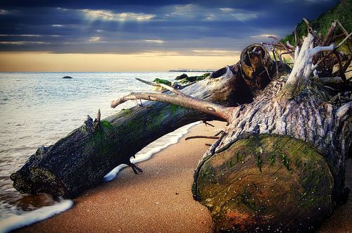 Driftwood