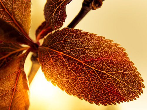 Blad in het Zonlicht / Bloem / Bloemblaadjes / Bladnerf  / Nervatuur/ Bruin / Oranje / Rood / Geel /